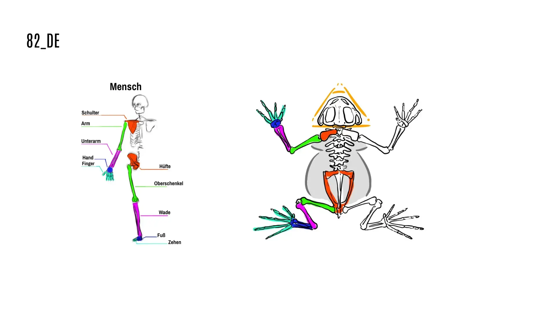 schematische Zeichnung des Skeletts des Kröten zur Verständnis seiner Anatomie