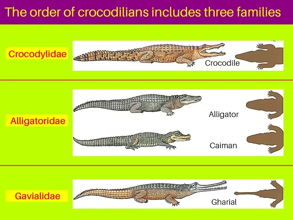 schematic drawing of the different families of crocodiles