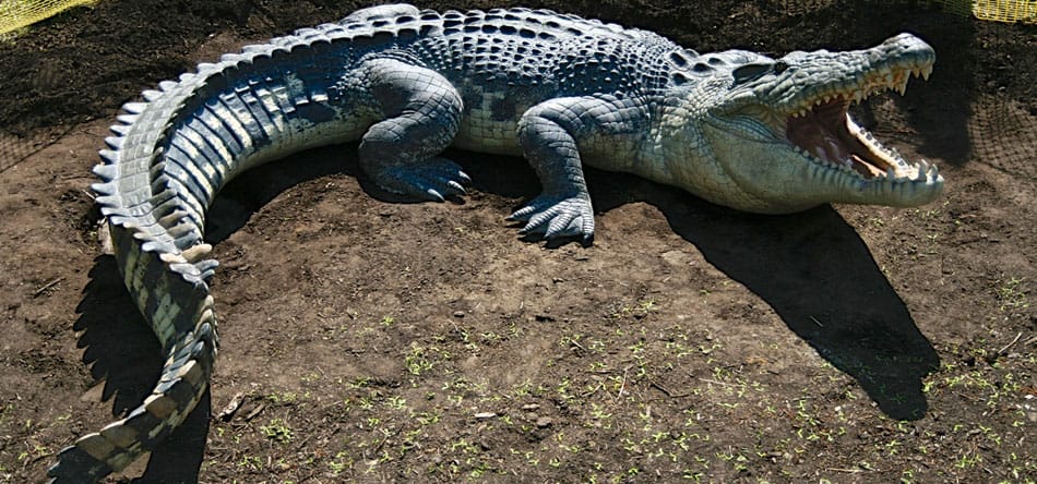 photo du corps d’un crocodile en vue du dessin