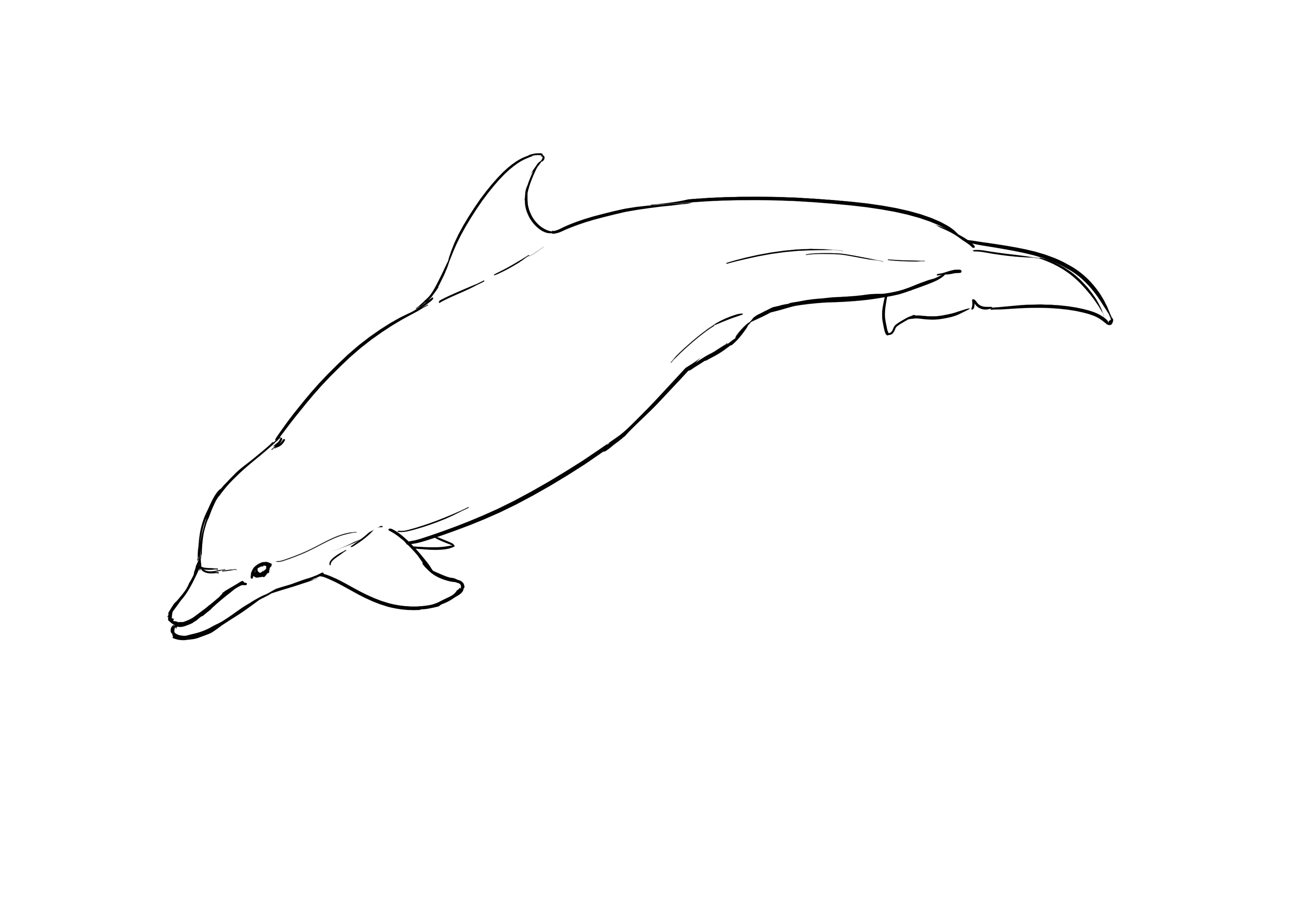 Wie man einen Delfin detailliert zeichnet 2
