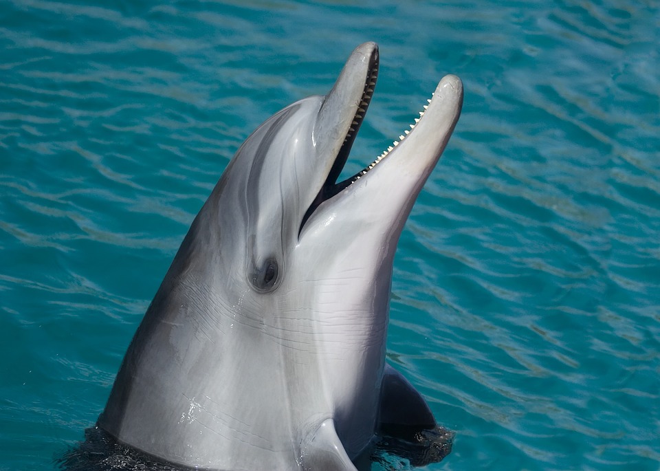 Delfinkopfbild 2