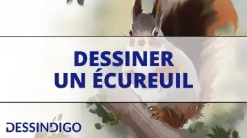 Dessiner un écureuil