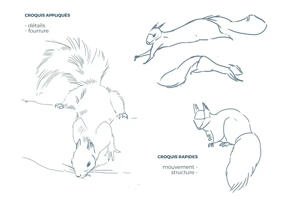 dessiner des croquis d’écureuil