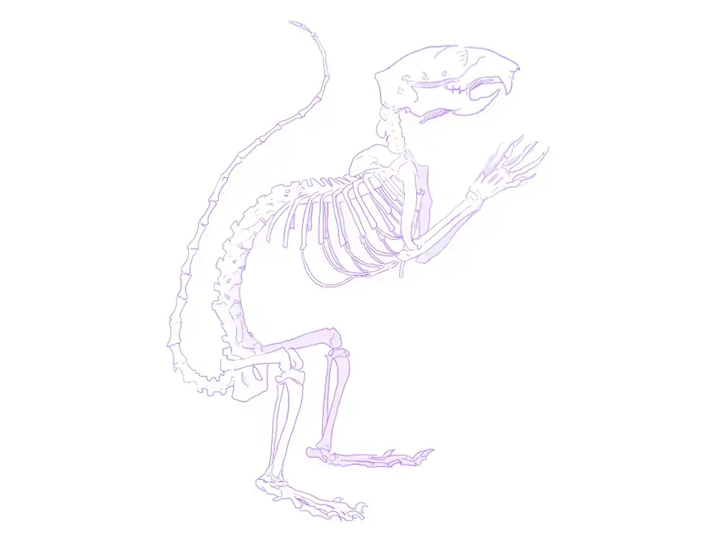 dibujo del esqueleto de una ardilla