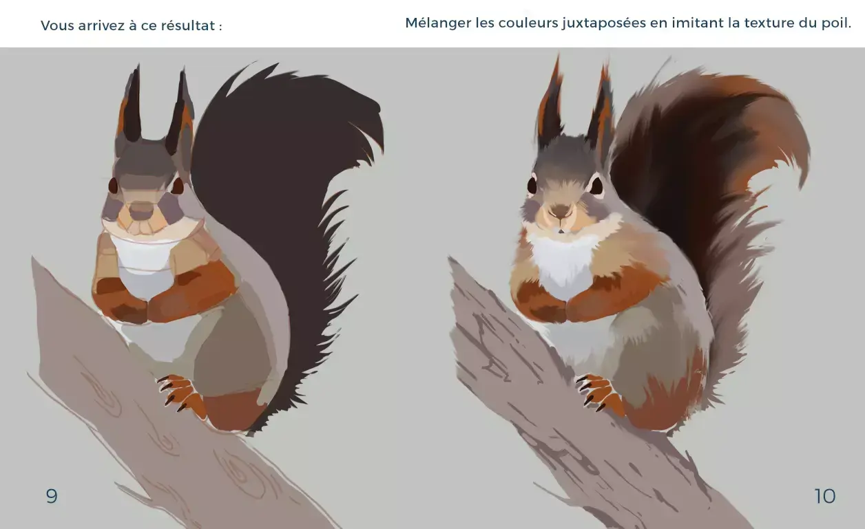 dessin des textures d’un écureuil