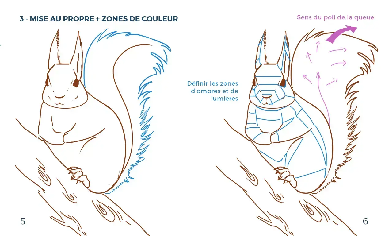 dessin des zones de couleur d’un écureuil