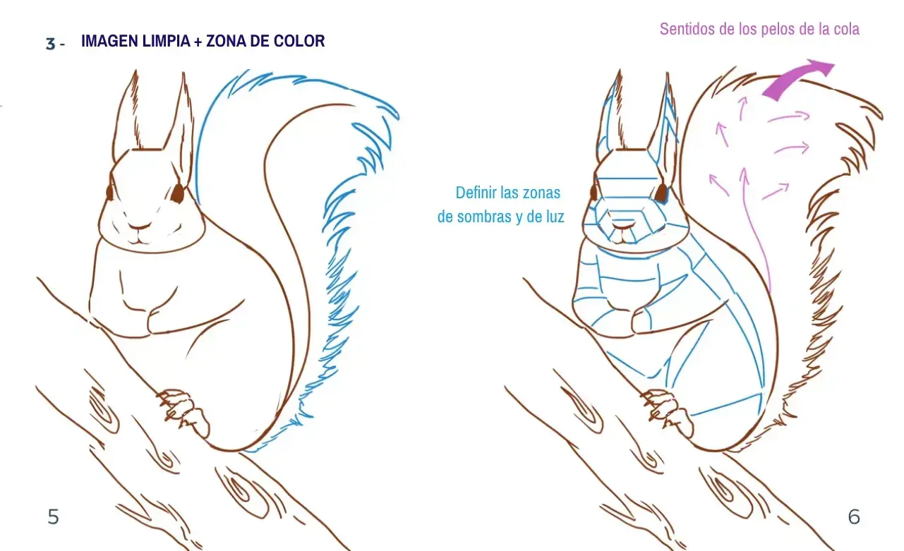 dibujar los colores de una ardilla