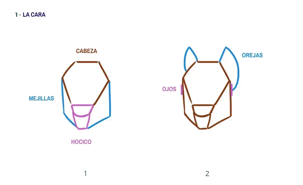 dibujo de la estructura del cuerpo de una ardilla