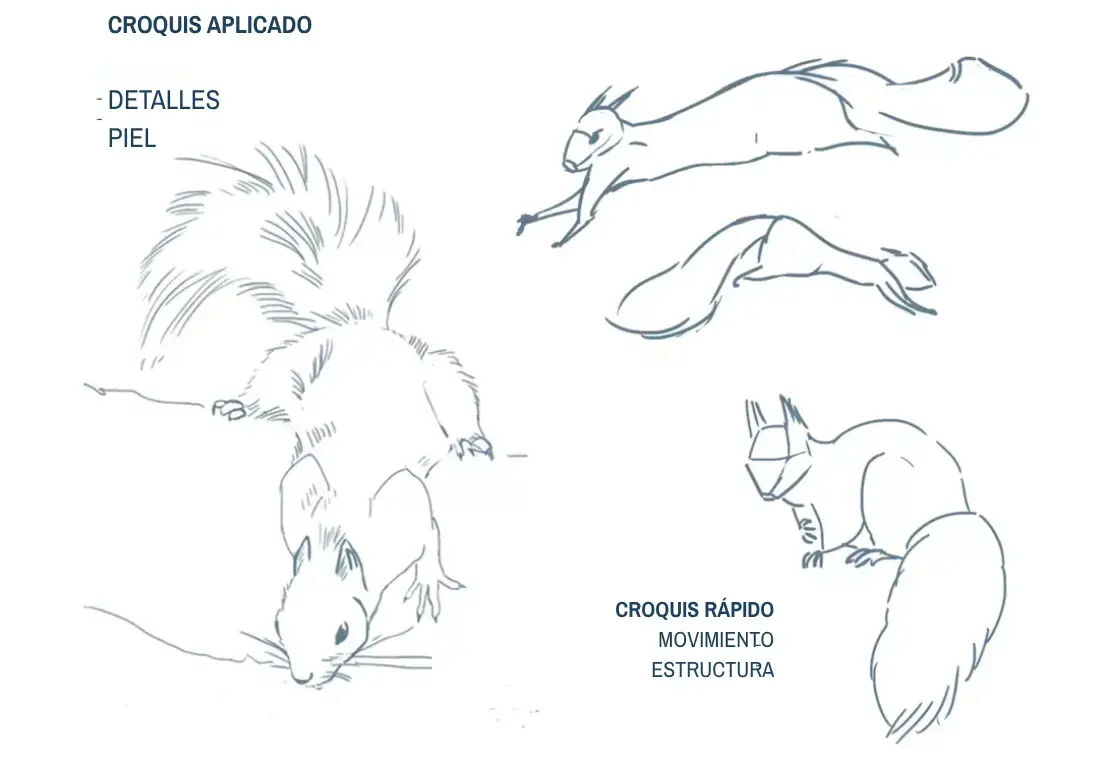 imagen de las posturas de una ardilla