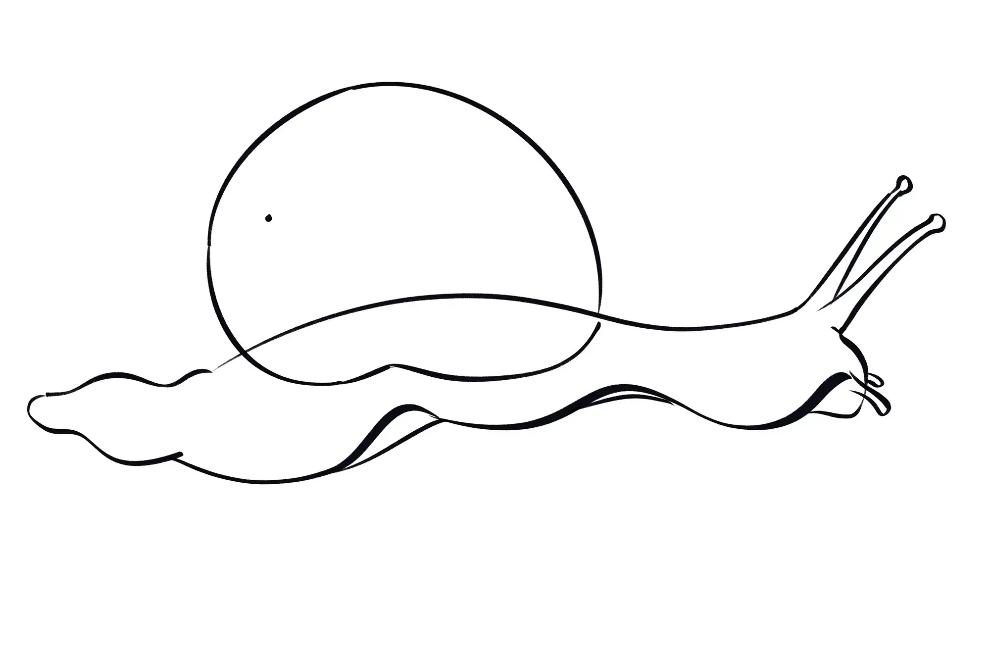 dessin de l’apex d’un escargot