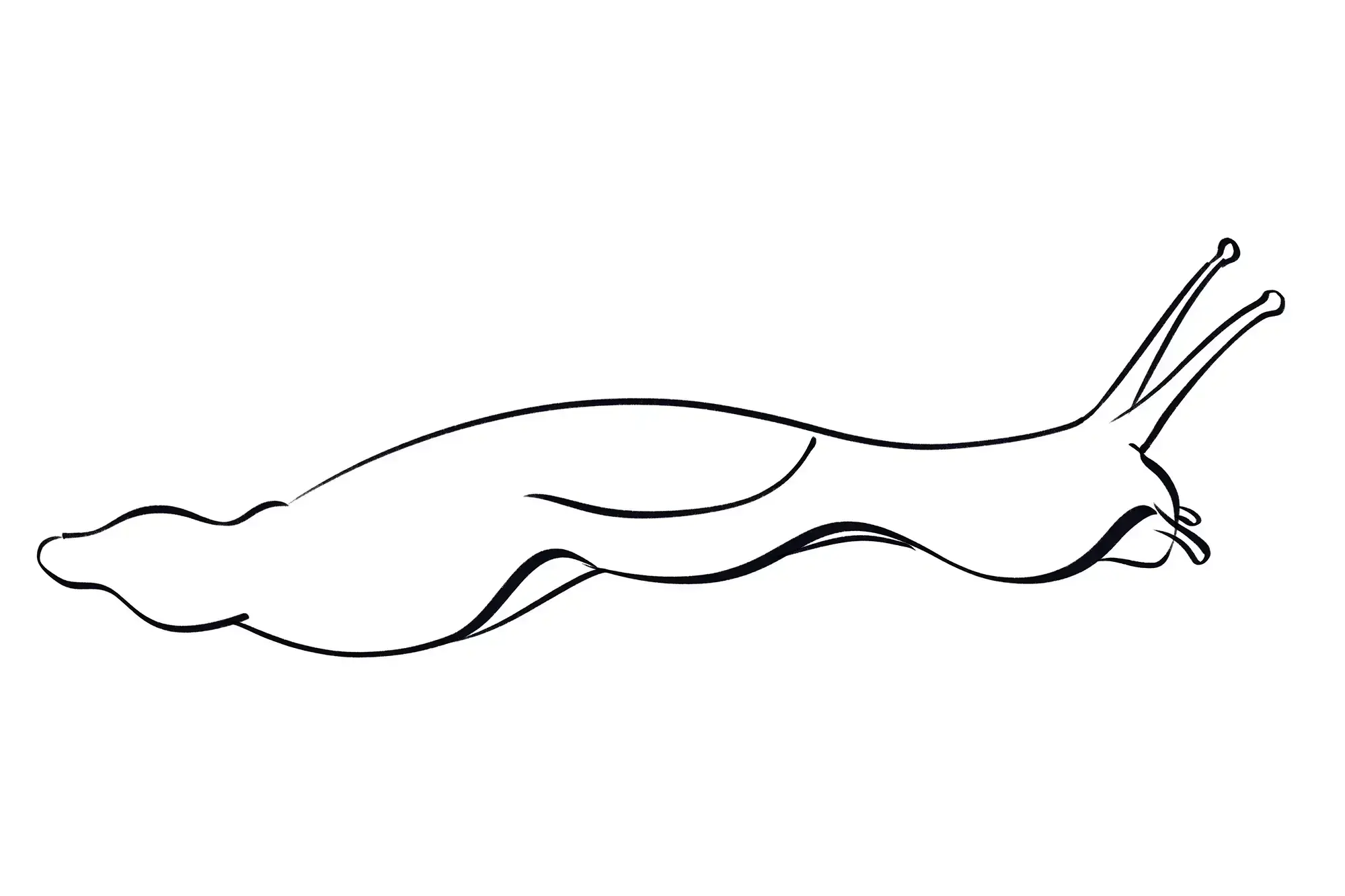 dessin du bas de la coquille d’un escargot