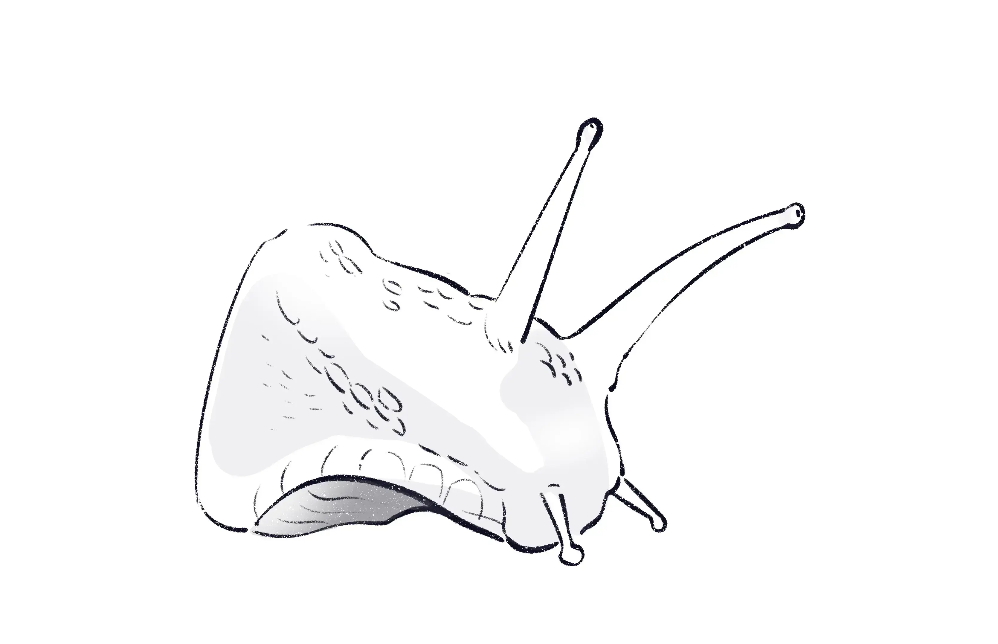dessin des ombres de la tête d’un escargot