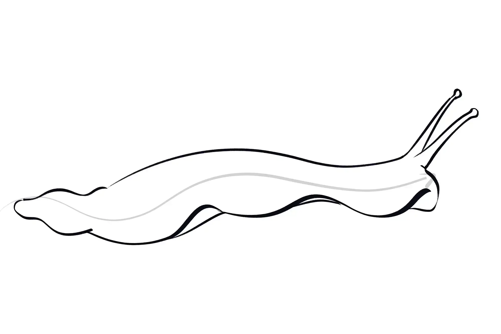 dessin du dessous du pied d’un escargot