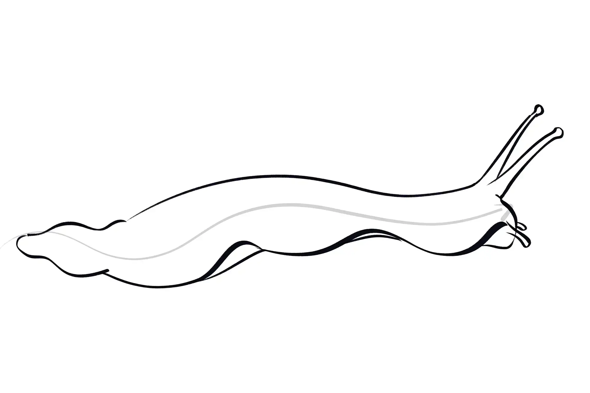 dessin des tentacules à côté de la bouche d’un escargot