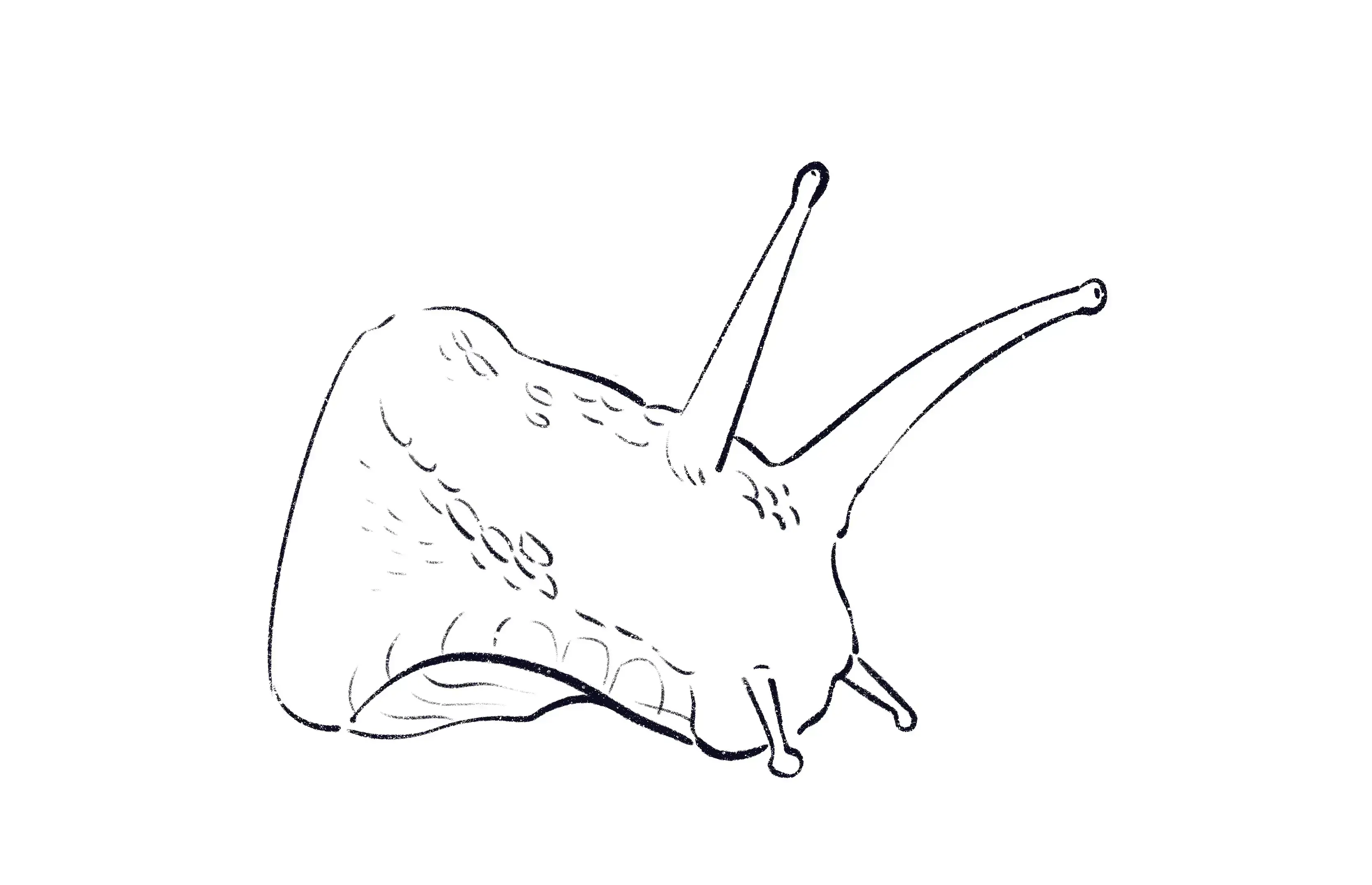 dessin de la texture de la tête d’un escargot