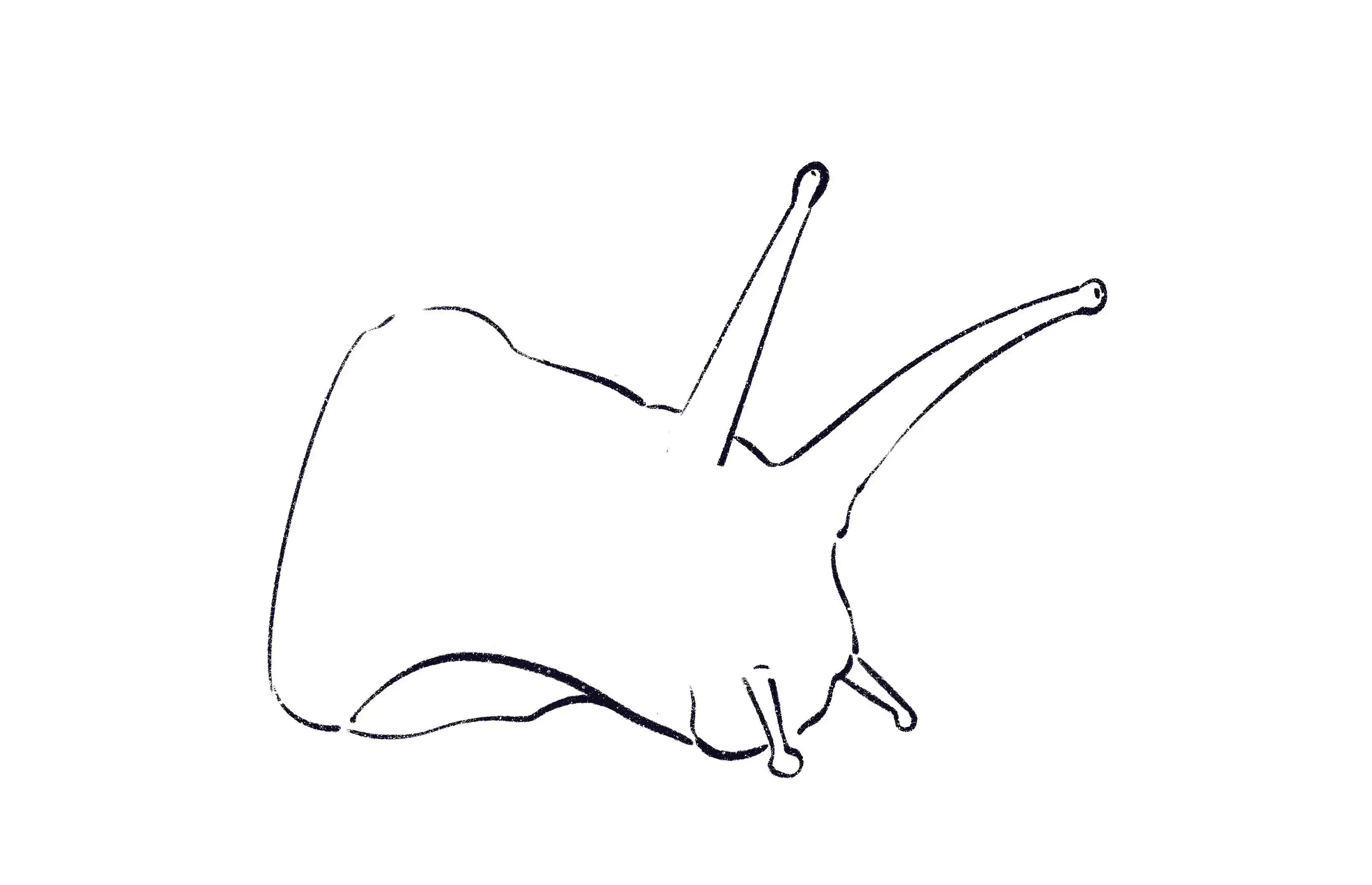 dessin de la partie ventrale d’un escargot
