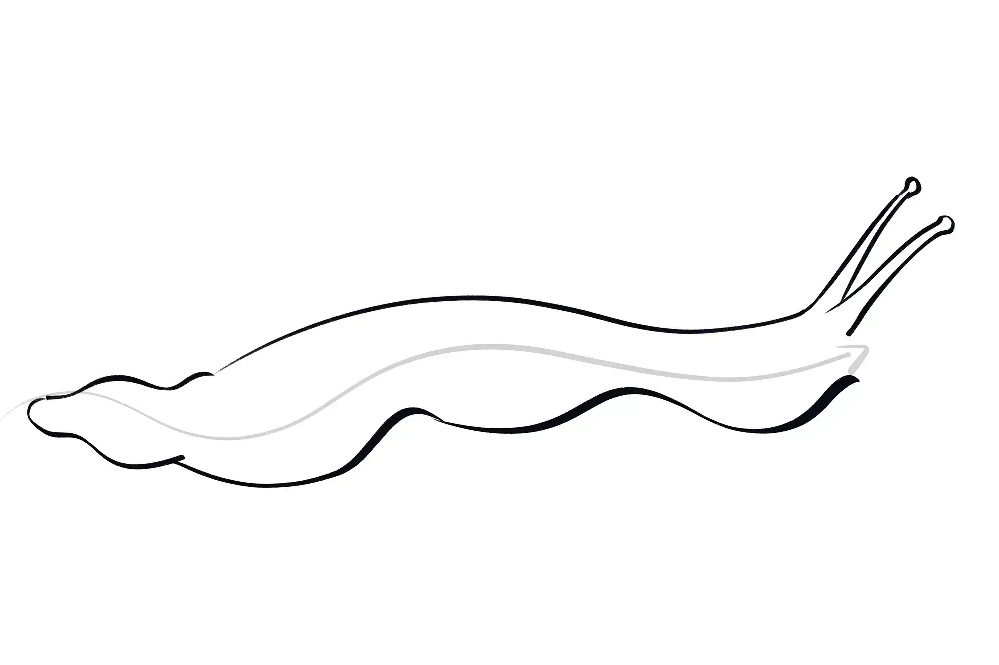 dessin des yeux d’un escargot