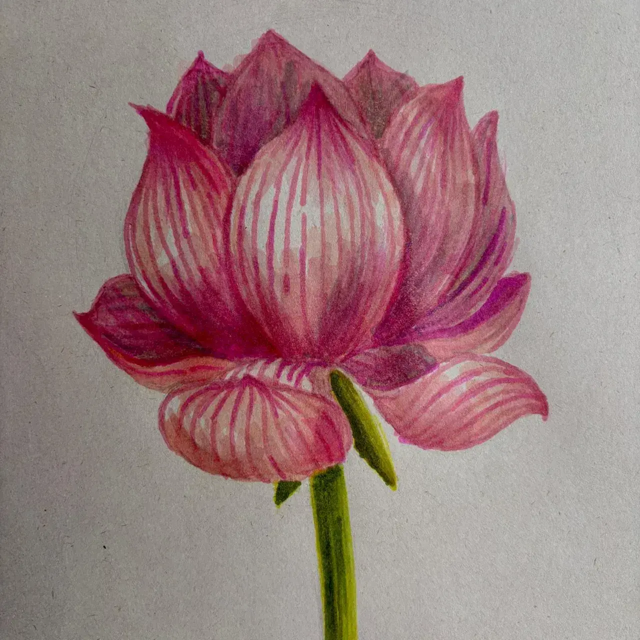 Wie zeichnet man eine Lotusblume?