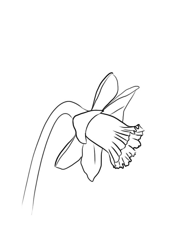 Dessiner une jonquille
