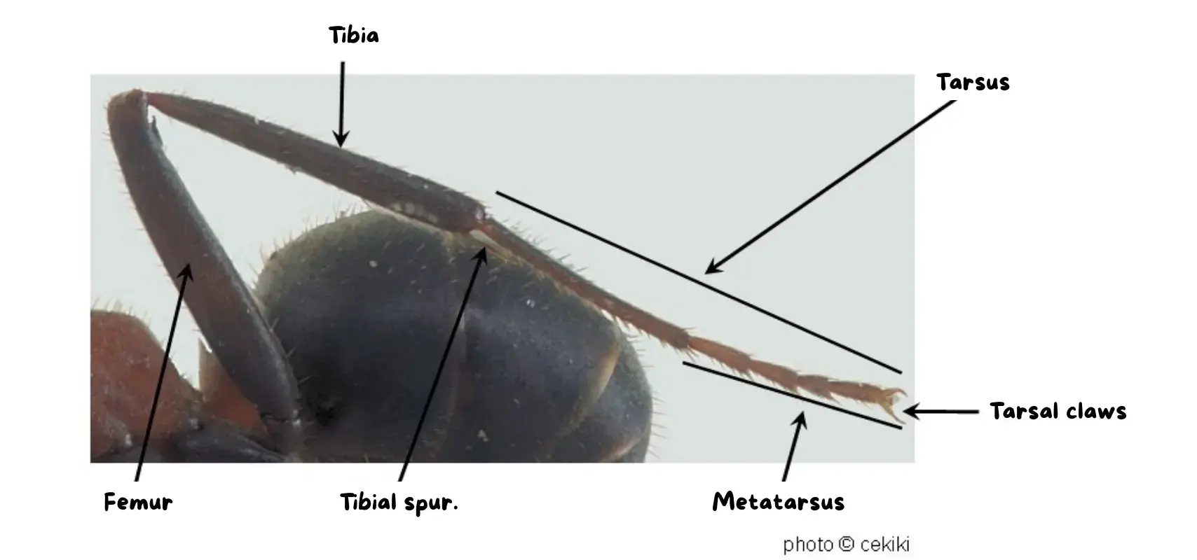 photo of an ant's legs