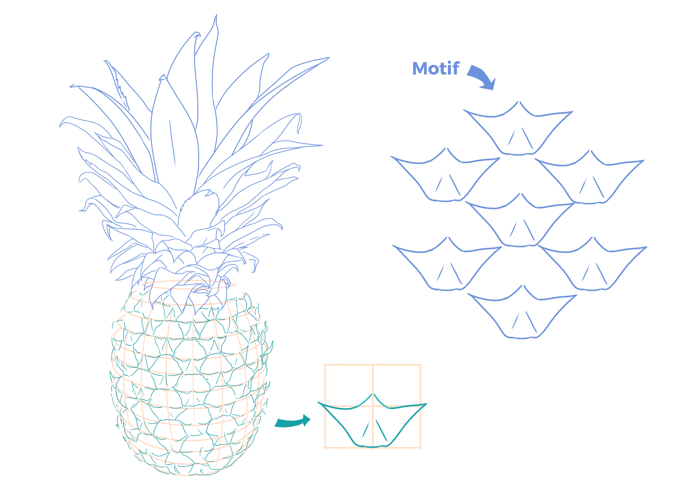 sketch of the pineapple rind