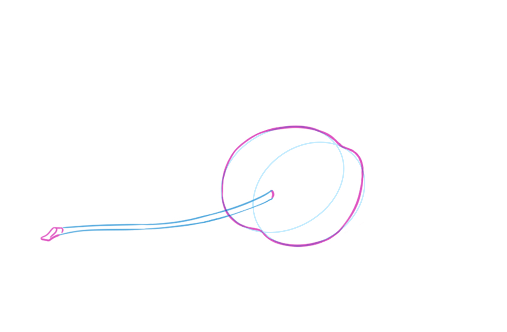 sketch of the cherry peduncle 2