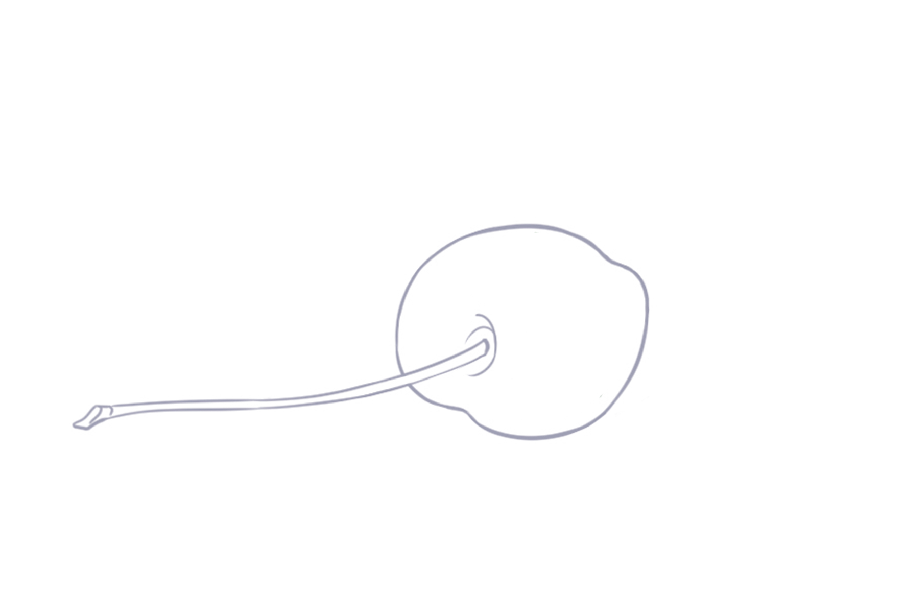 drawing of a cherry