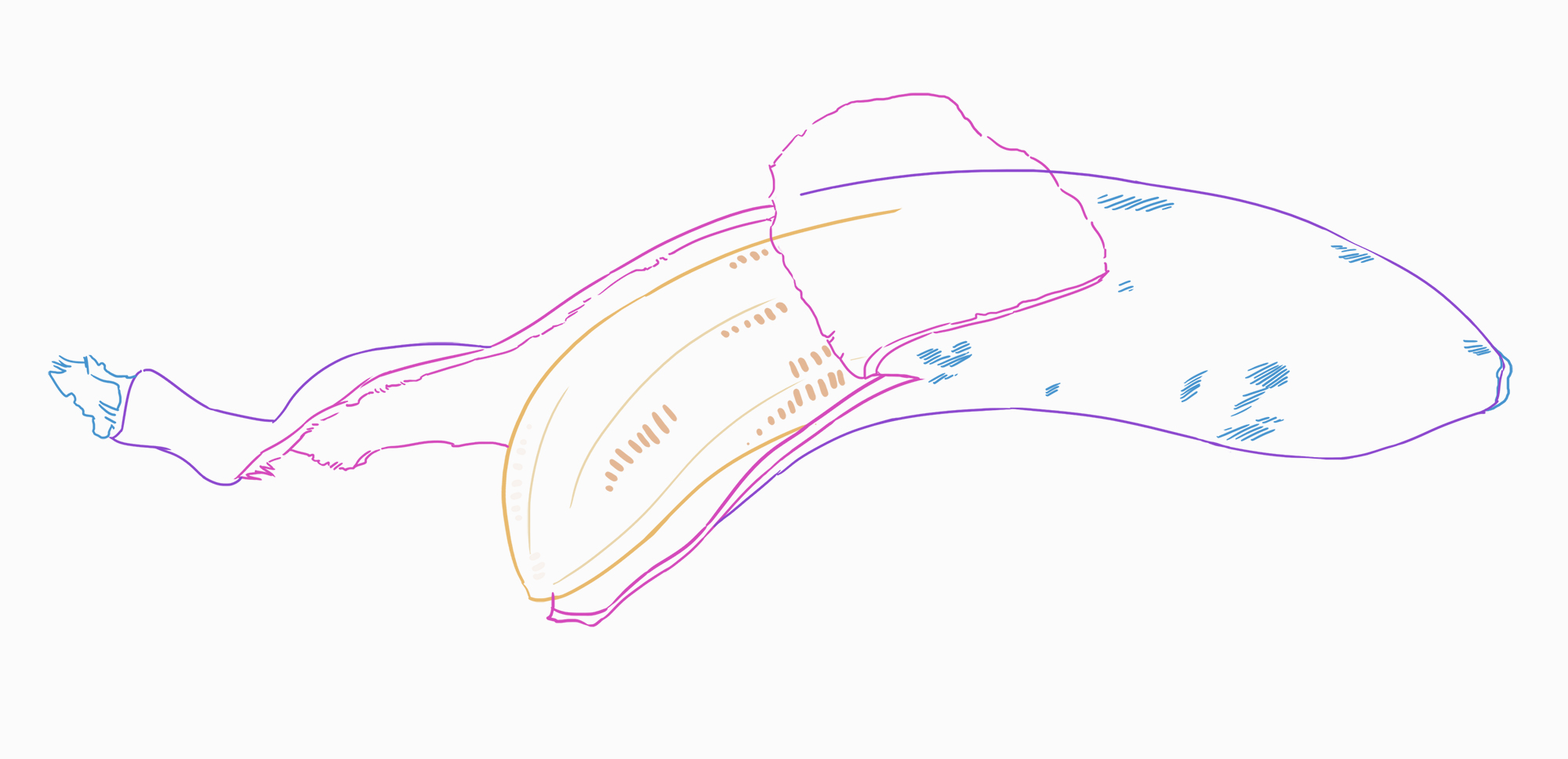 drawing of the banana skin with spots