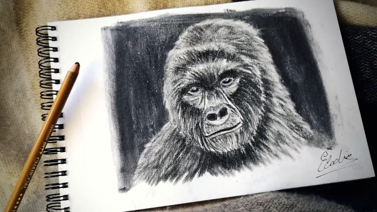 exemple d’un dessin de gorille au fusain