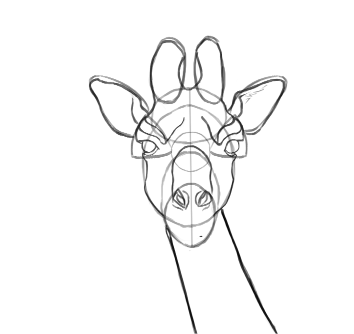 Dessiner la tête de la girafe, étape 4