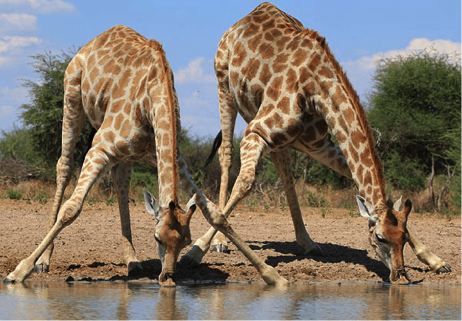 Photo de girafe