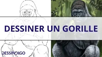 Dessiner un gorille