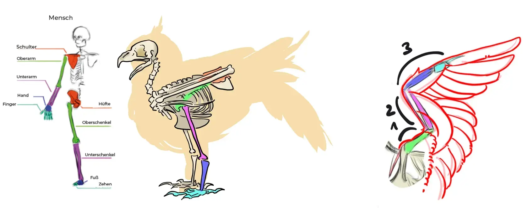 Erläuterndes Schema des Eulenskeletts