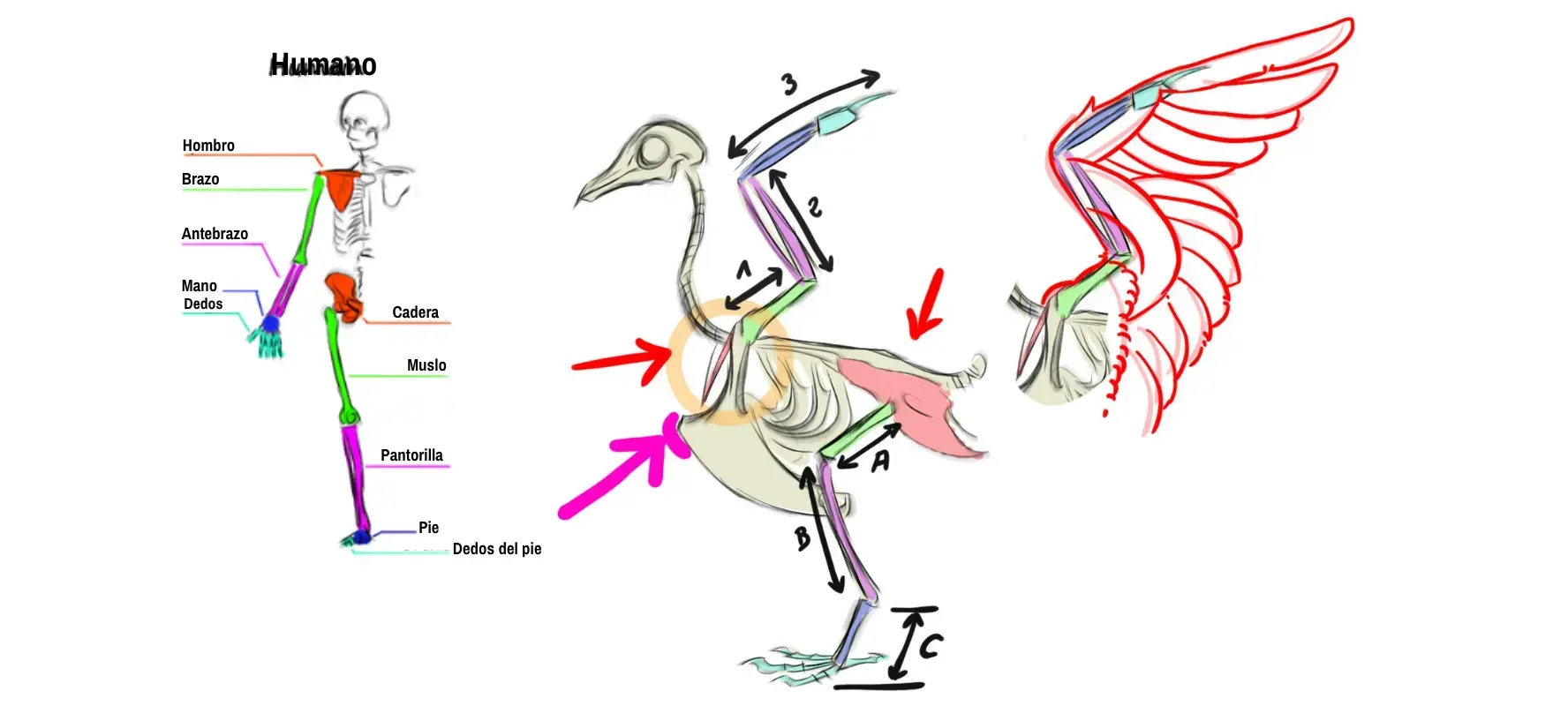 Esquema de la estructura de una golondrina desde el punto de vista del dibujo