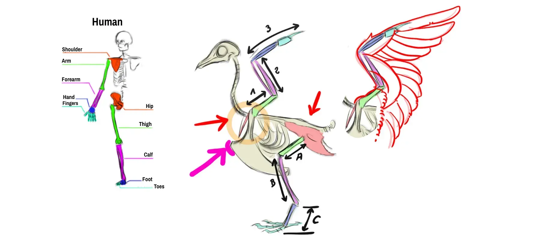 Schema of the structure of a swallow for drawing purposes