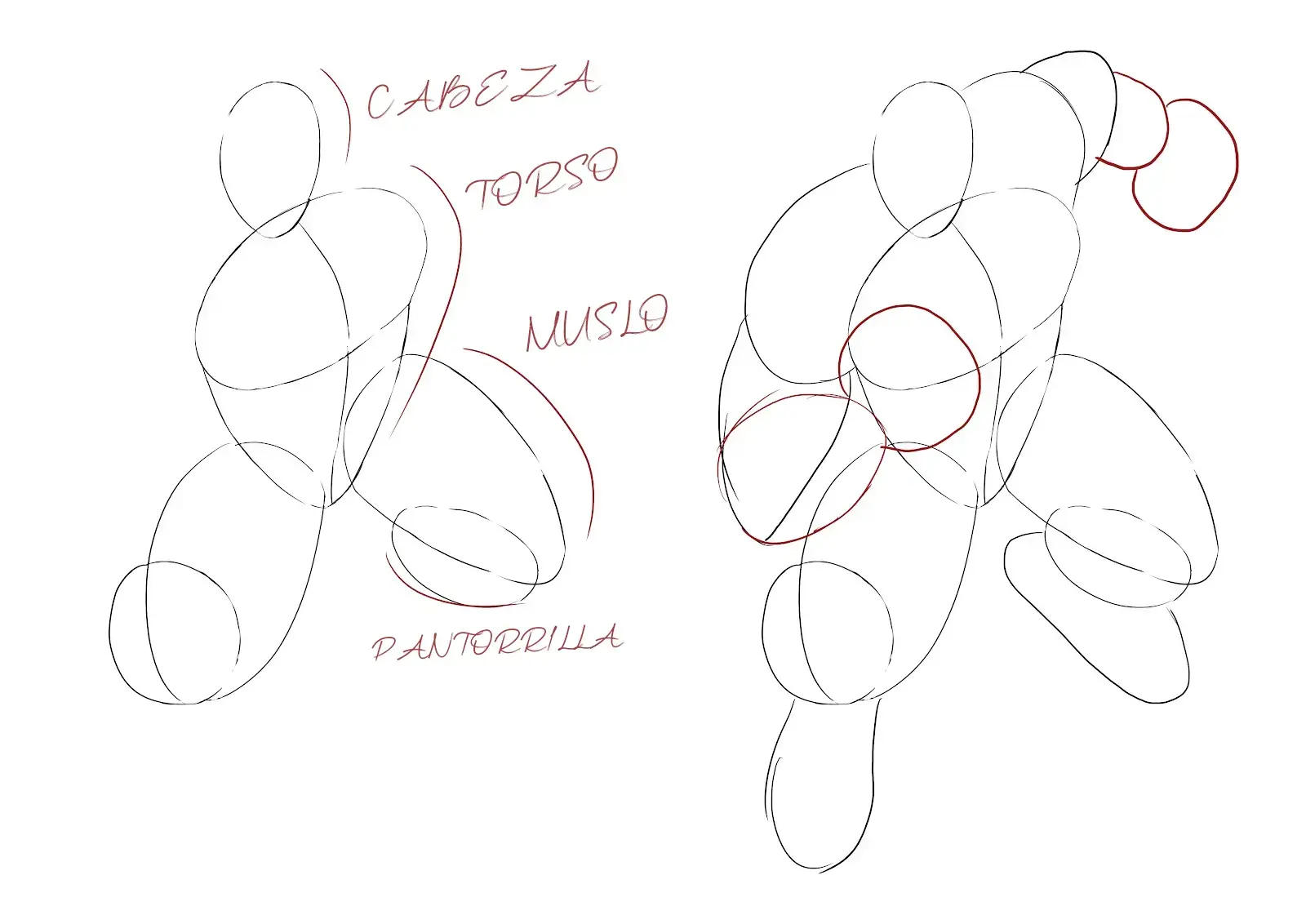 dibujar la base de las diferentes partes del cuerpo de Hulk