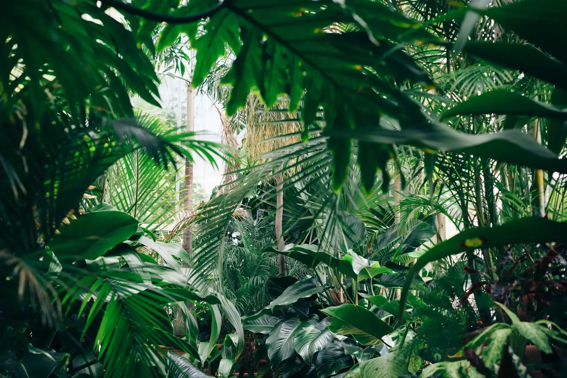 photo de la jungle