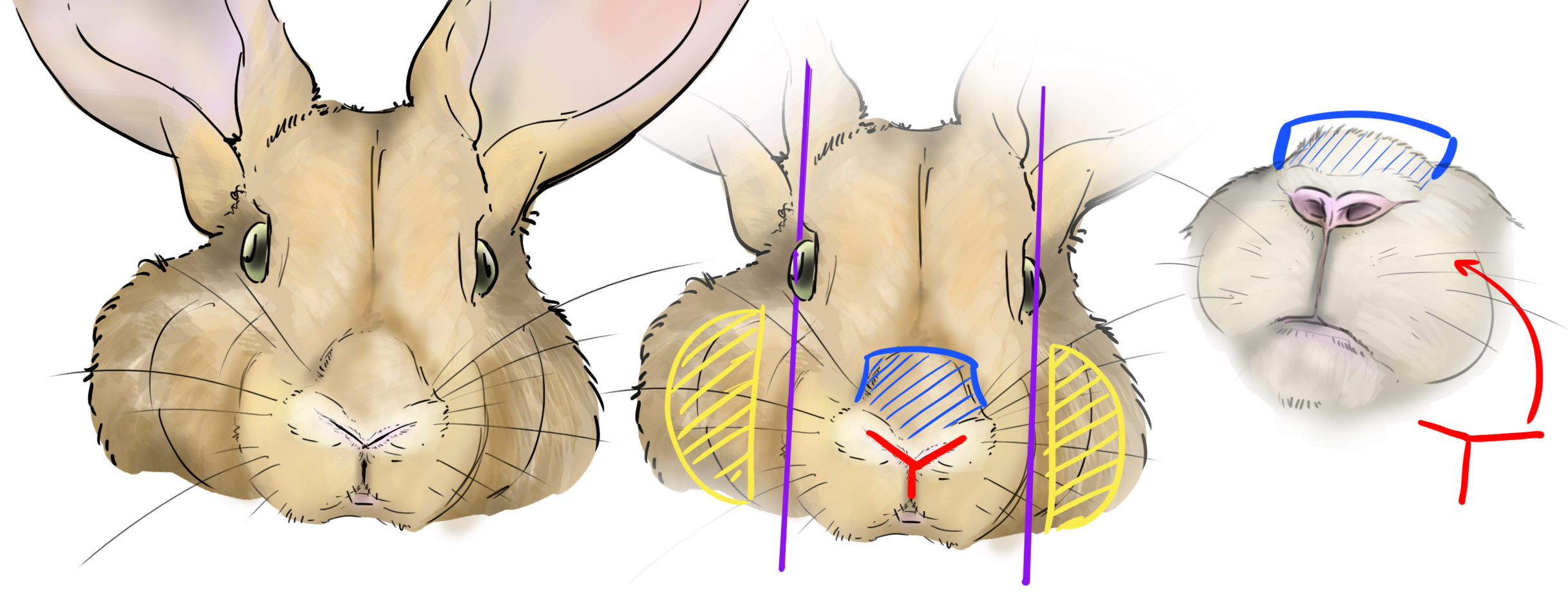 Dessiner le museau du lapin