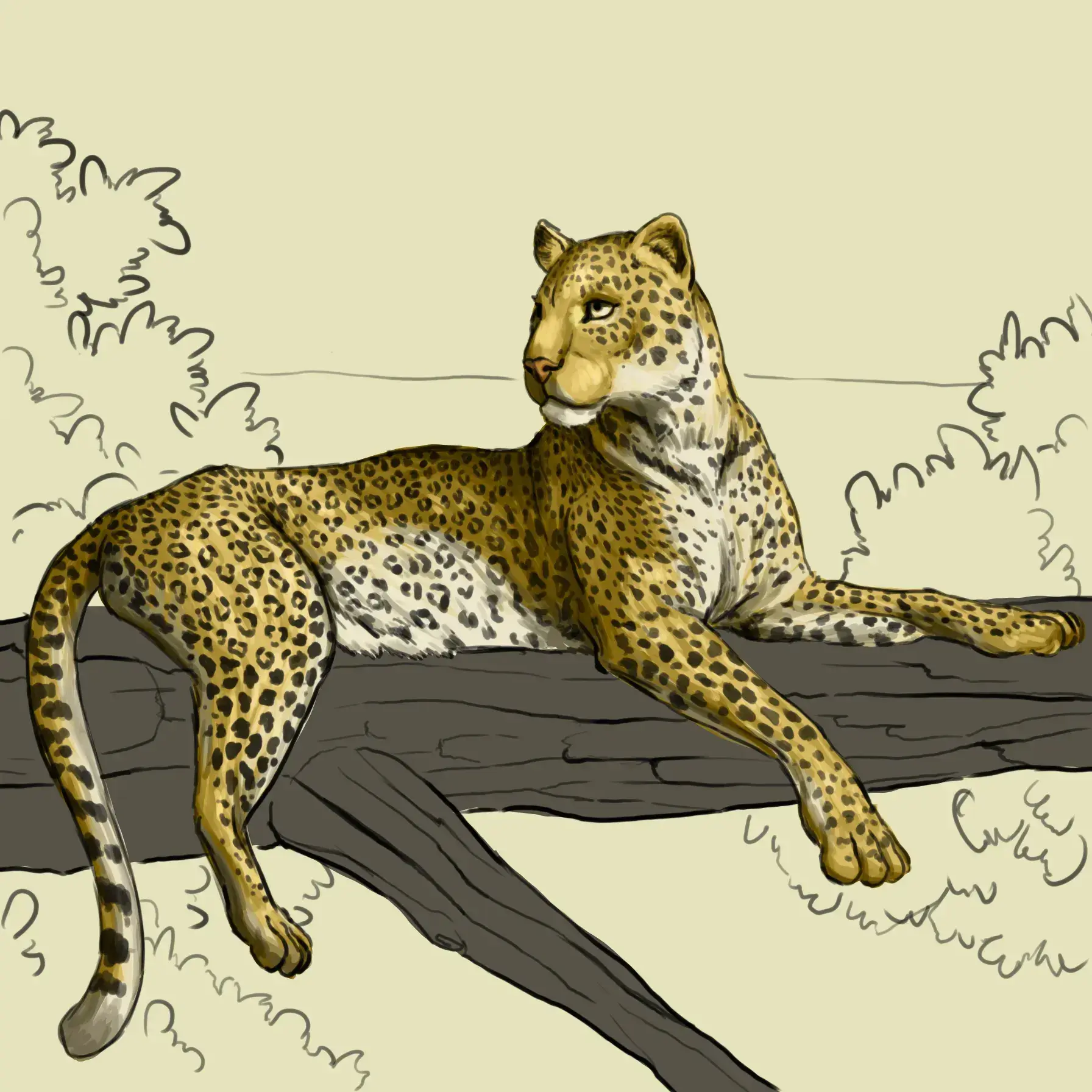 dessiner le cou d’un léopard
