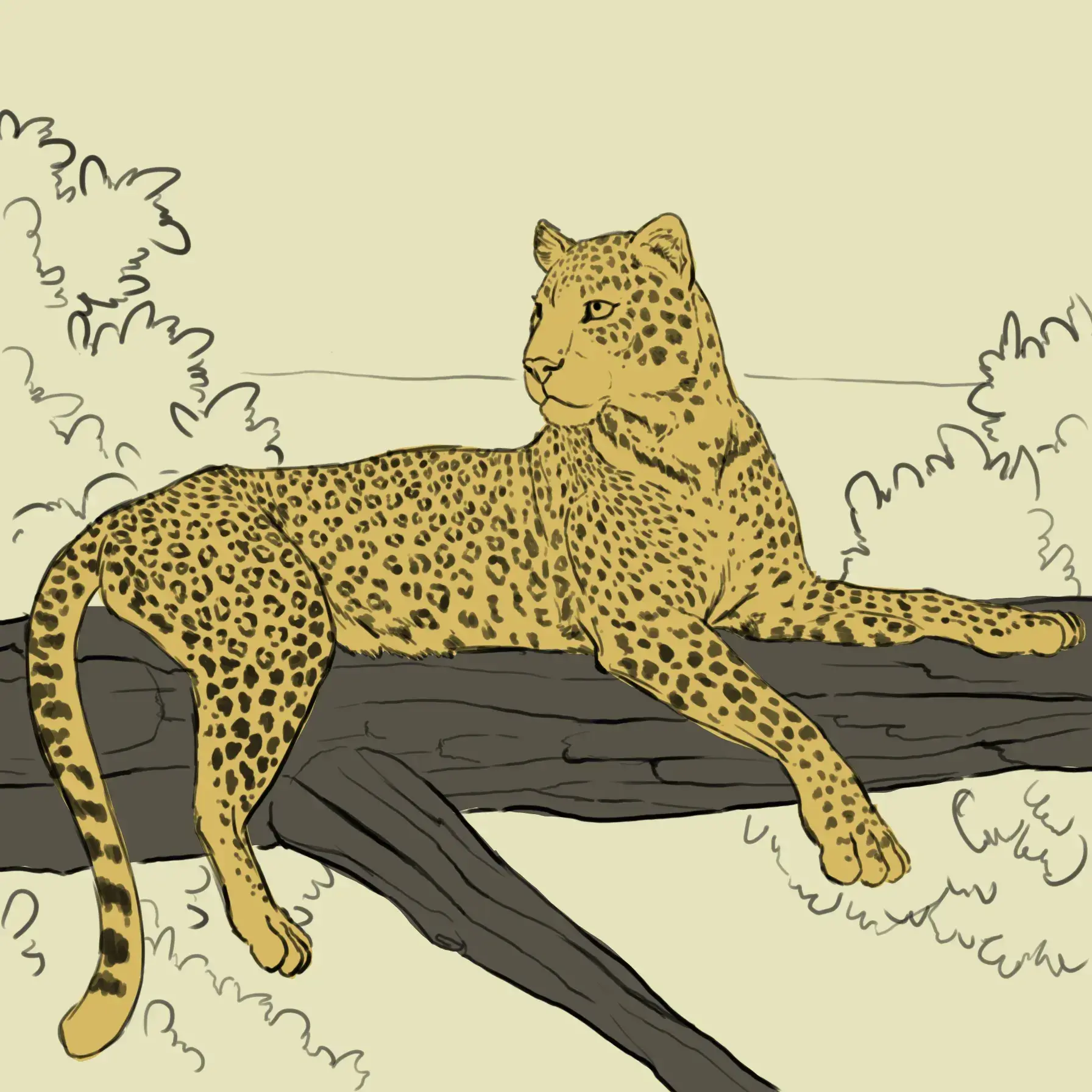 dessiner la couleur du pelage d’un léopard