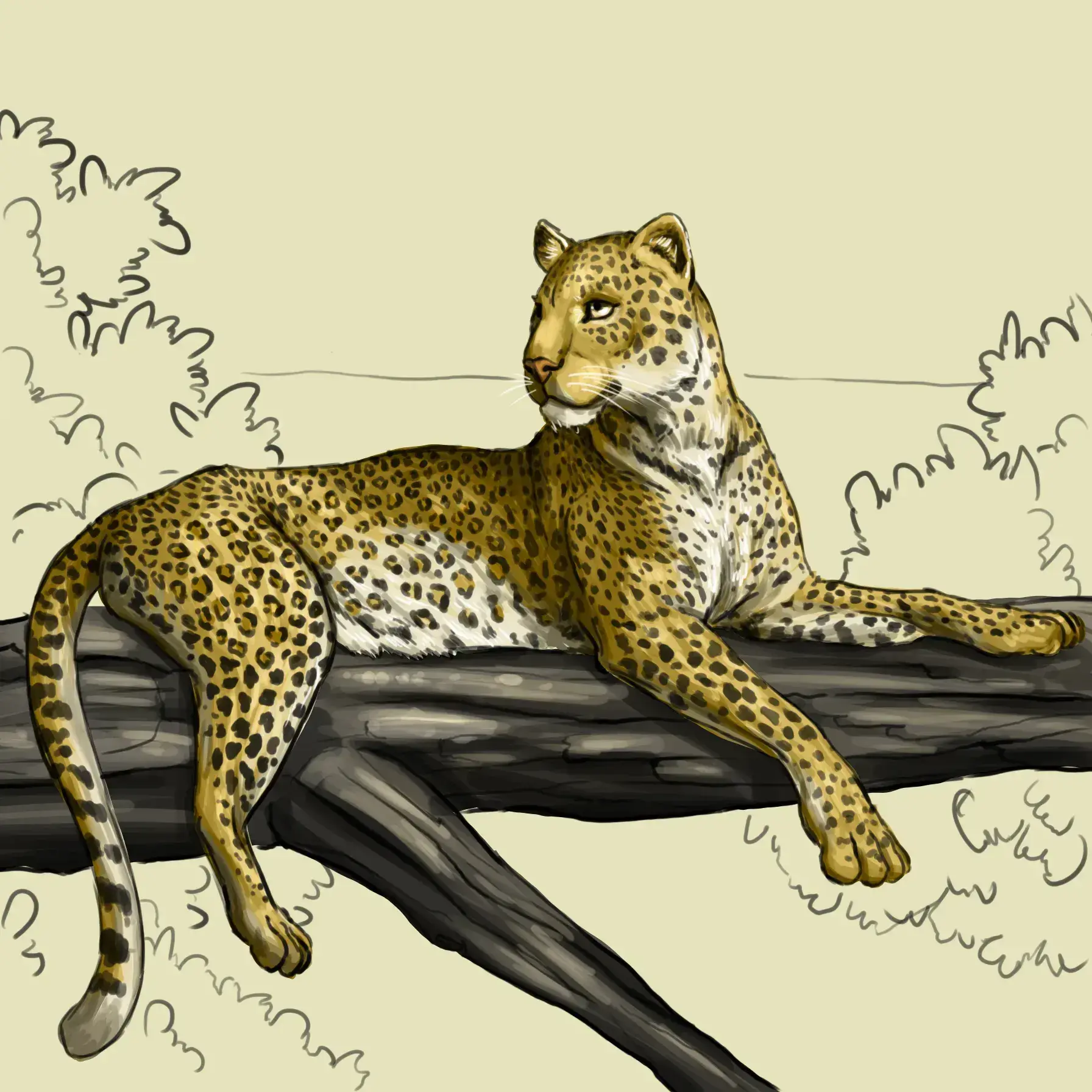 dessiner les détails d’un léopard