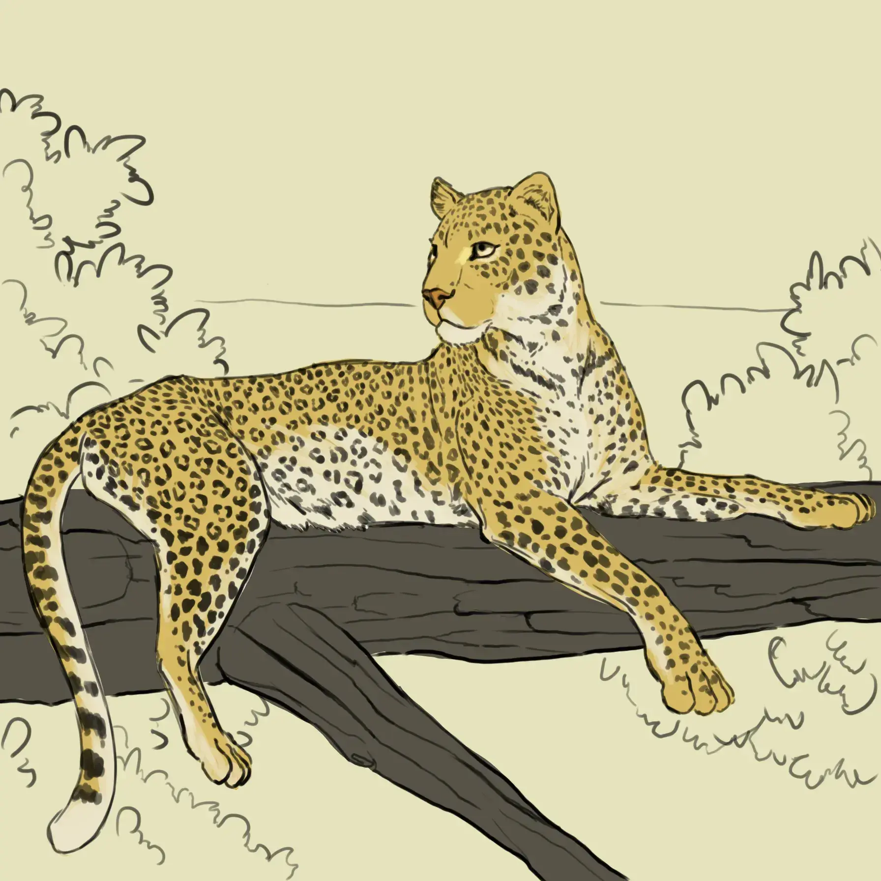 dessiner la queue d’un léopard