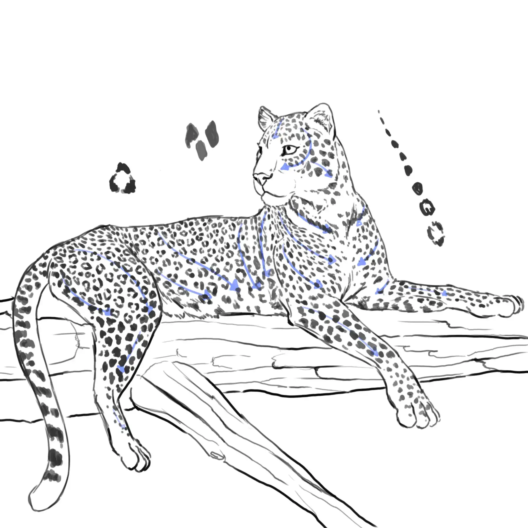 dessiner les taches du ventre d’un léopard