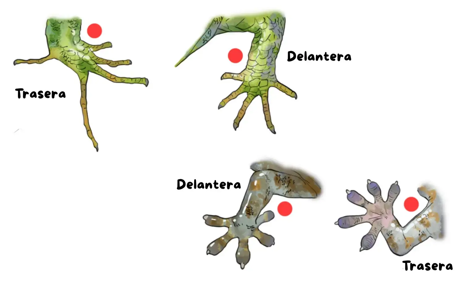 dibujar las patas del lagarto