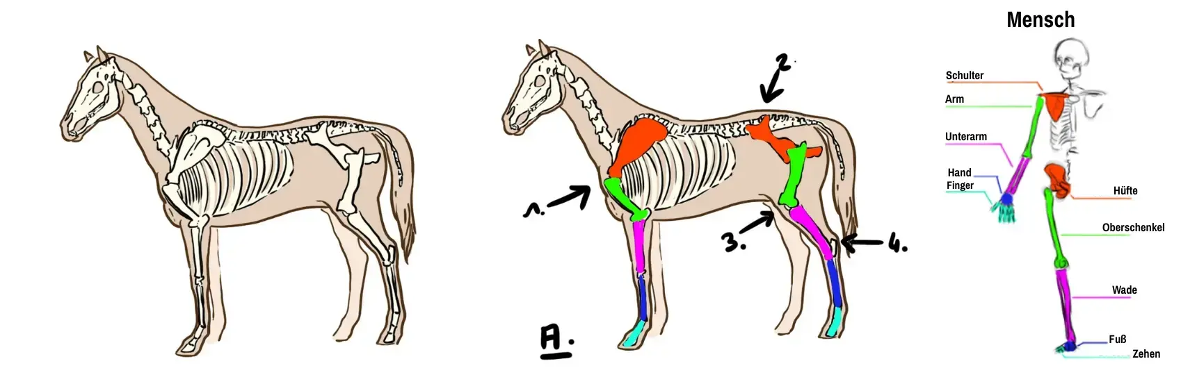 Erläuterndes Schema zur Morphologie des Pferdes für die Zeichnung von Einhorn 1