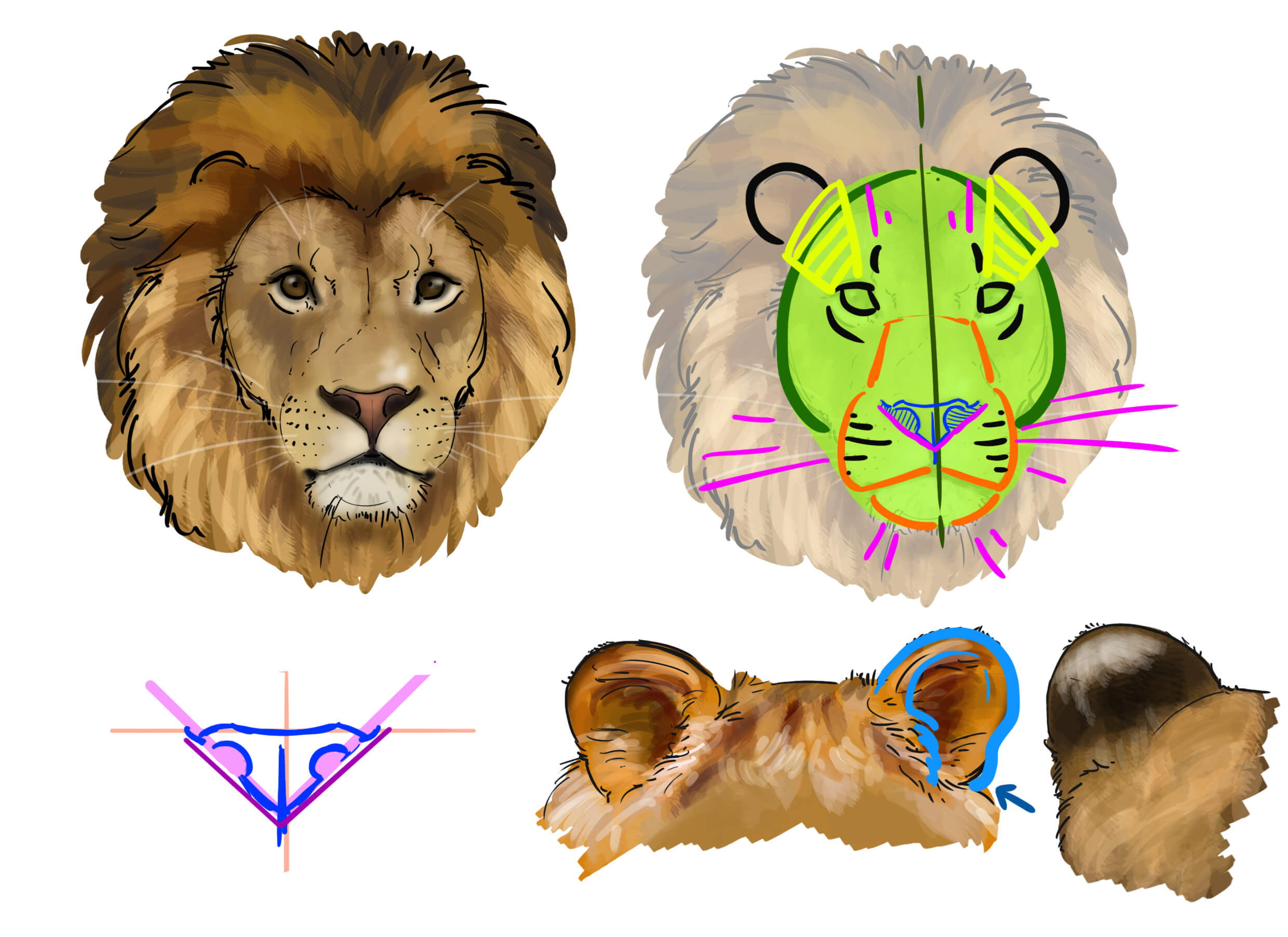Dessiner la tête du lion