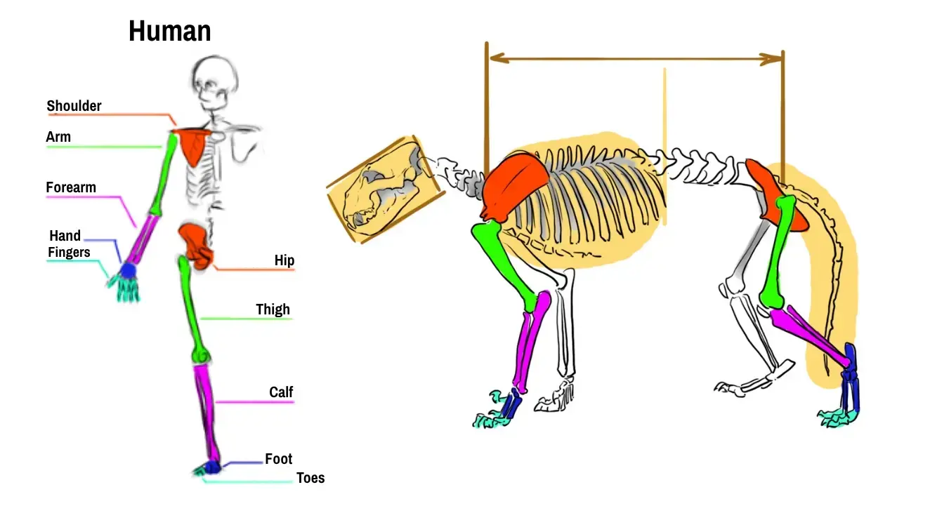 Skeleton and anatomy of the lion