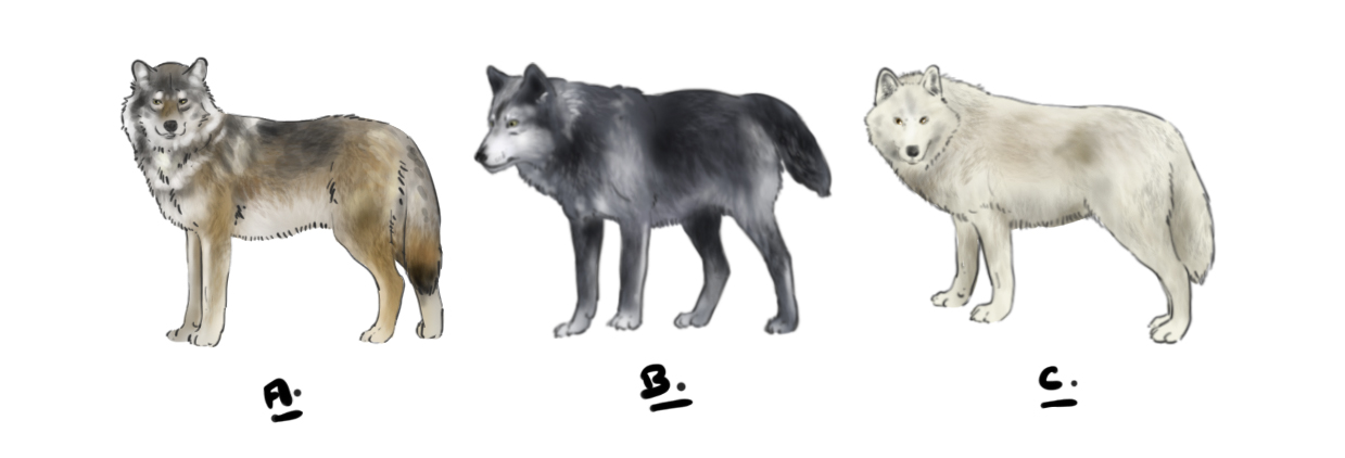 Dibujar un lobo