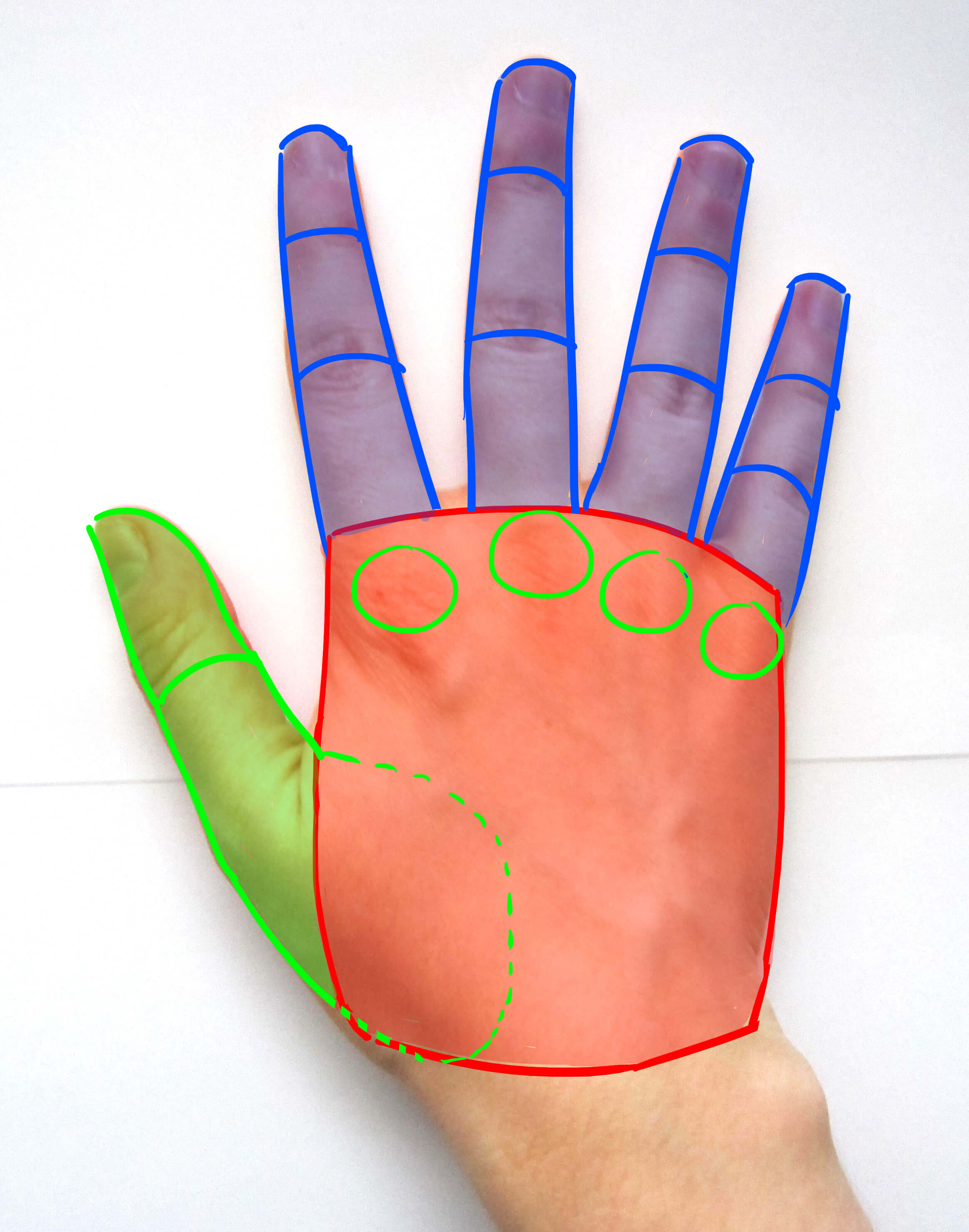 Dedos de la mano de espaldas
