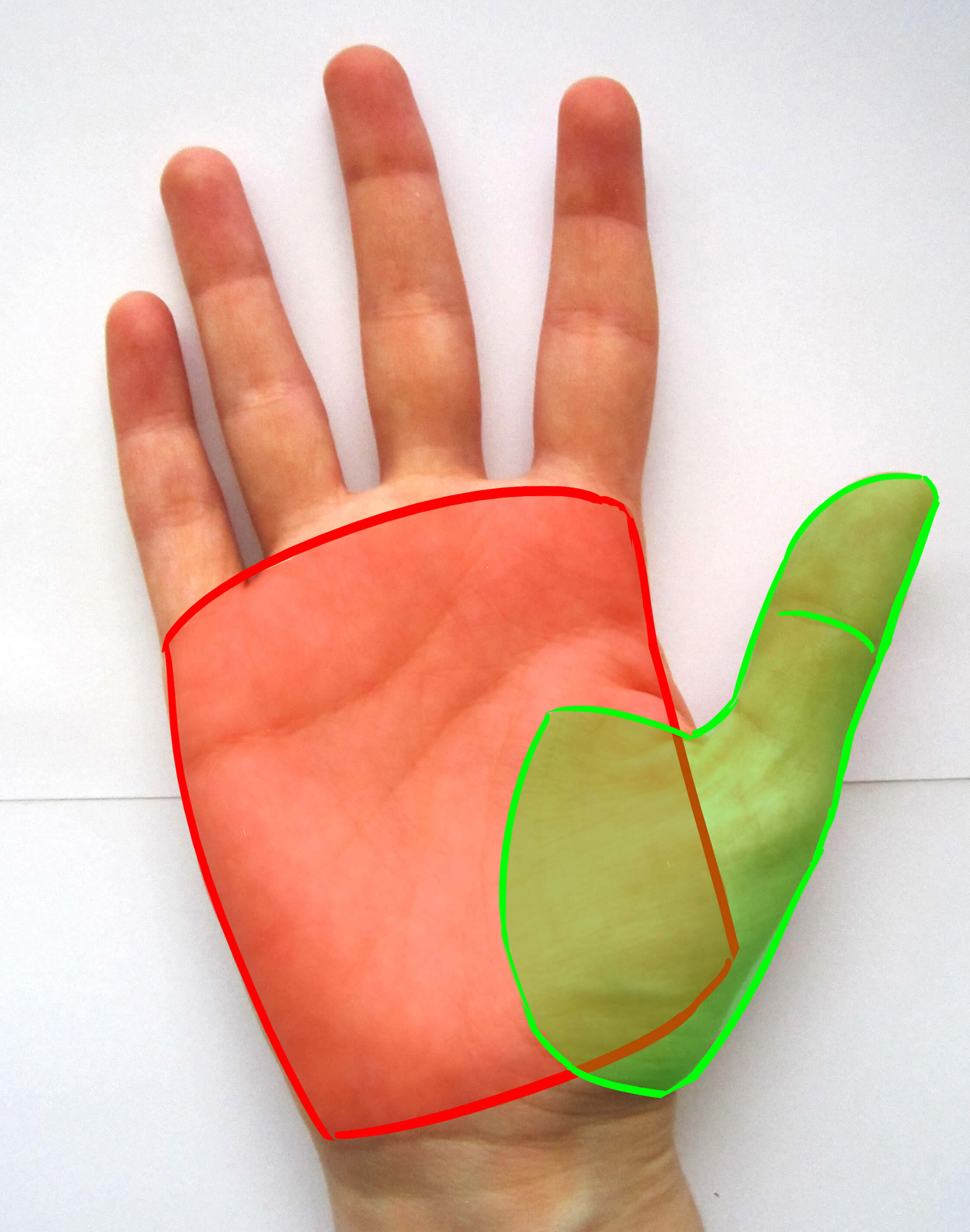 Pulgar de la mano de frente